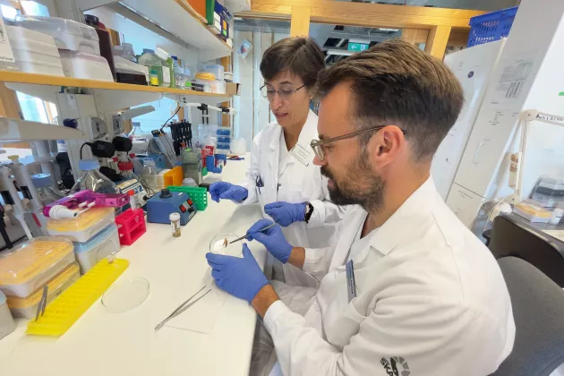 Isabel Gonçalves and Andreas Edsfeldt have analysed atherosclerotic plaques from patients who have type 2 diabetes and patients who do not have the disease. Photo: Petra Olsson