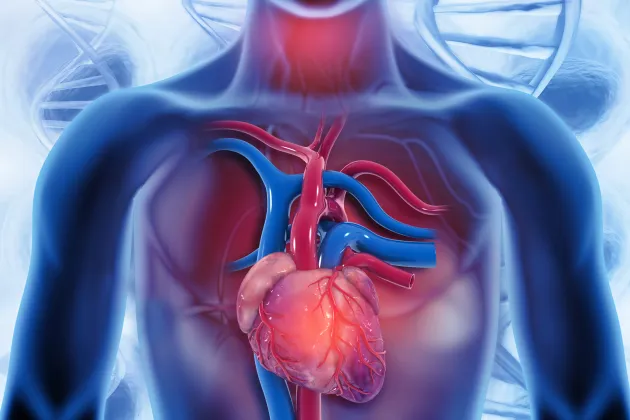 illustration of a human heart. photo.