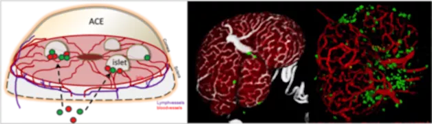 Anterior chamber of the eye. Animation. 